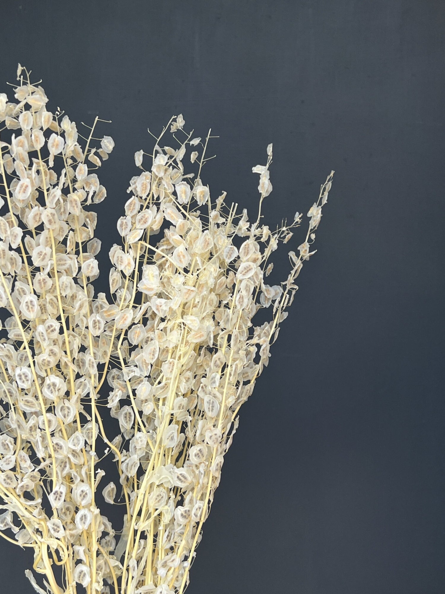 PENNYCRESS PRESERVADO 5 VARAS