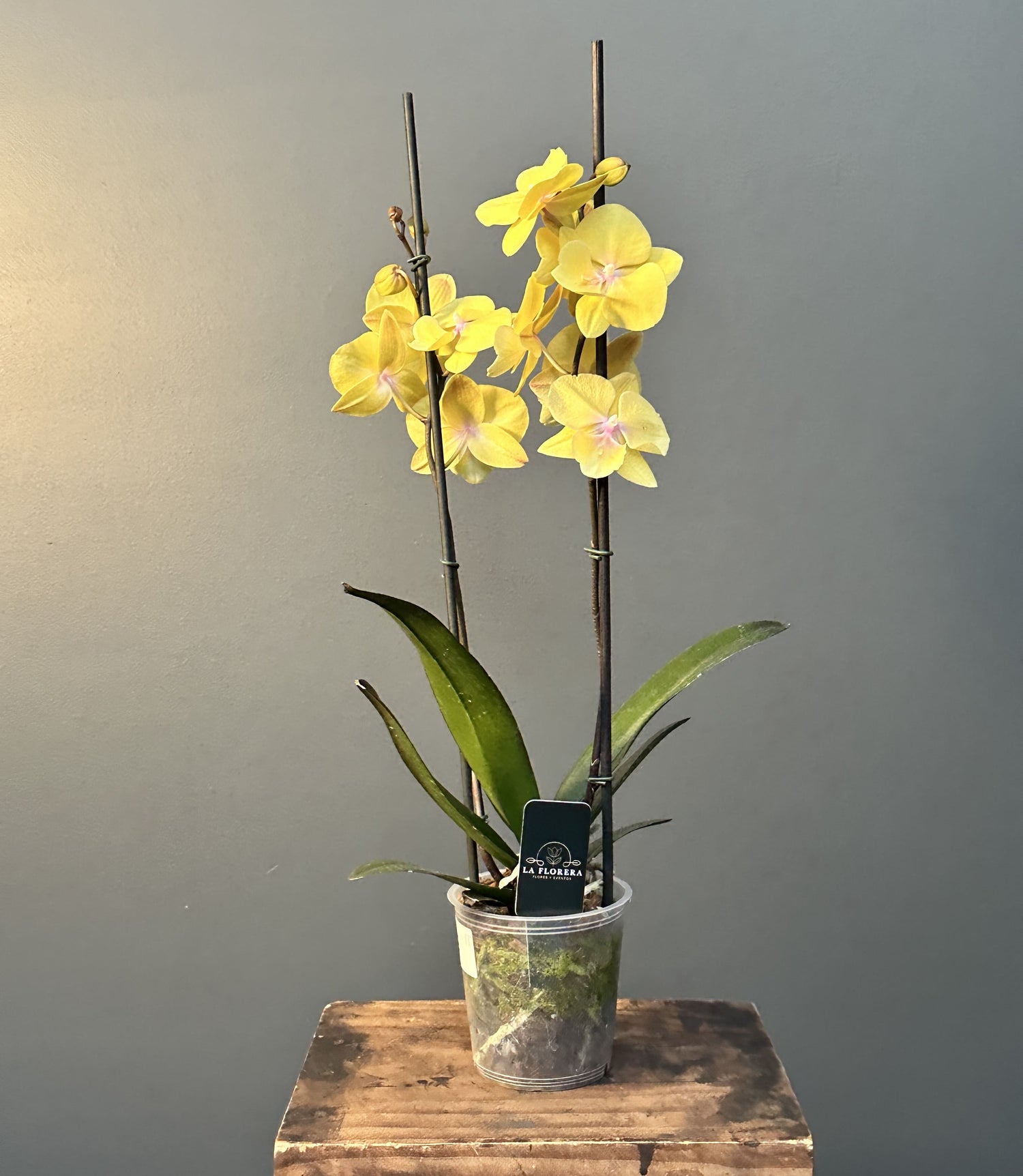 ORQUÍDEA AMARILLA