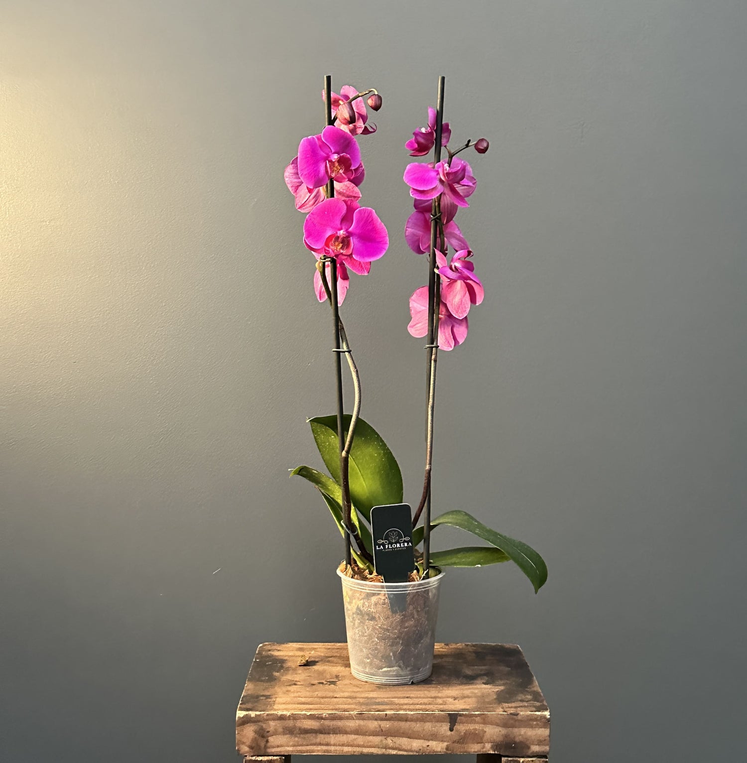 ORQUÍDEA FUCSIA