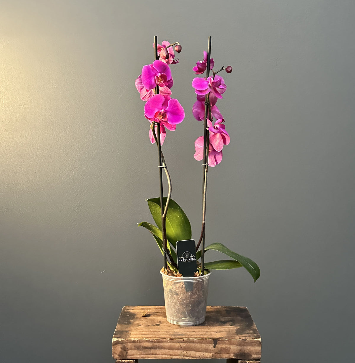 ORQUÍDEA FUCSIA