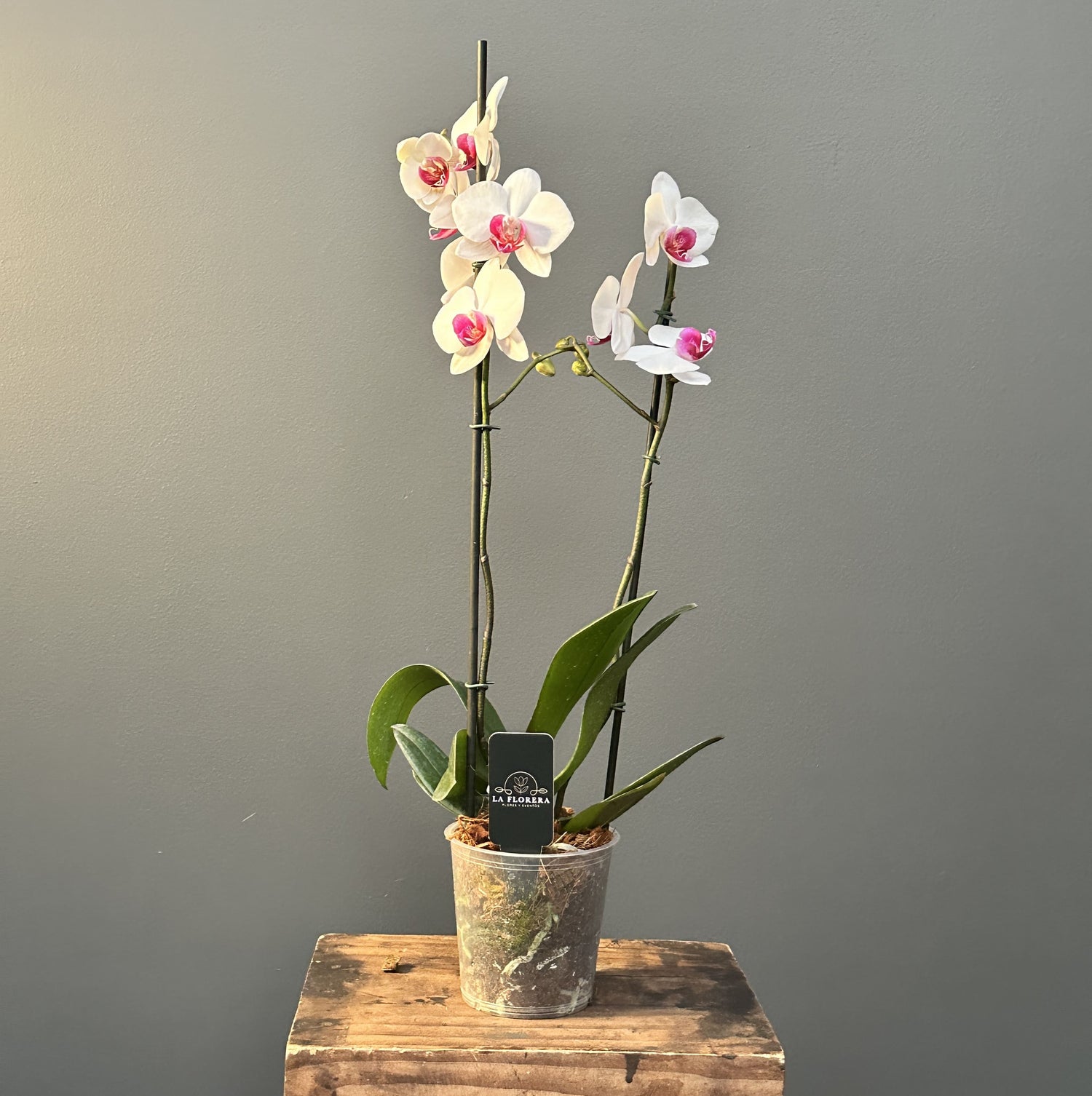 ORQUÍDEA BLANCA