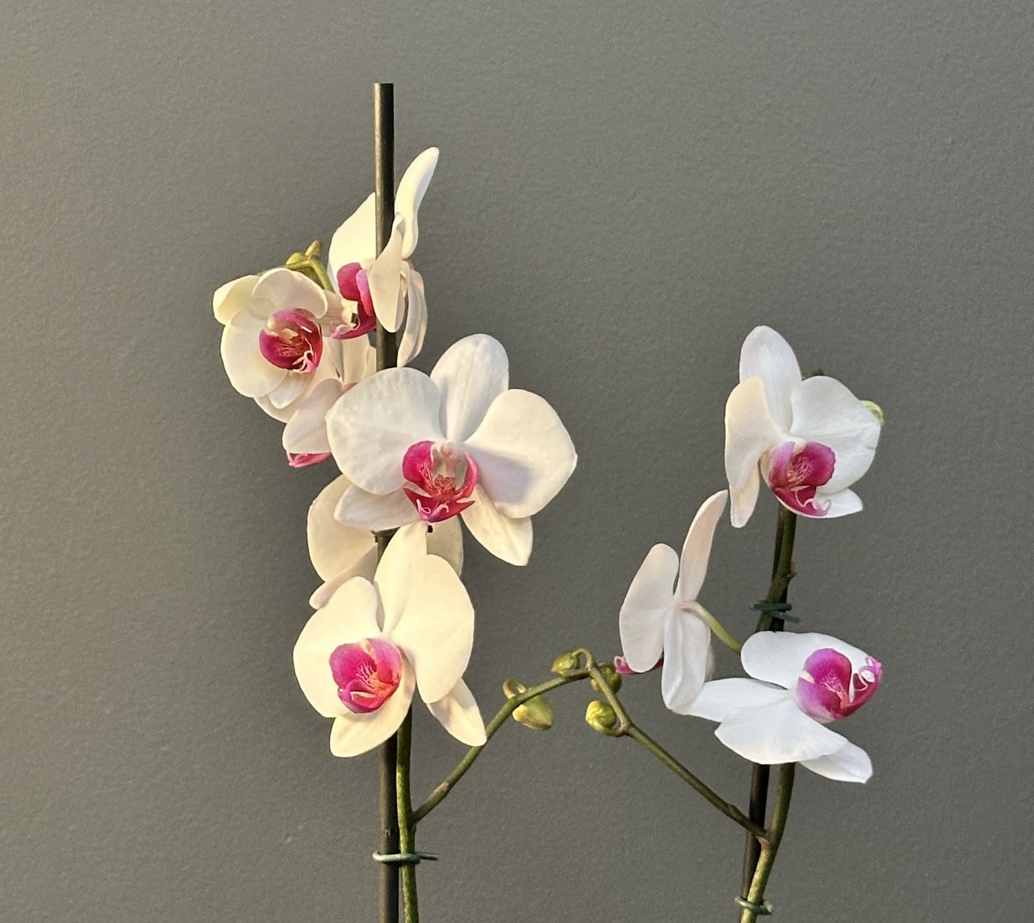 ORQUÍDEA BLANCA