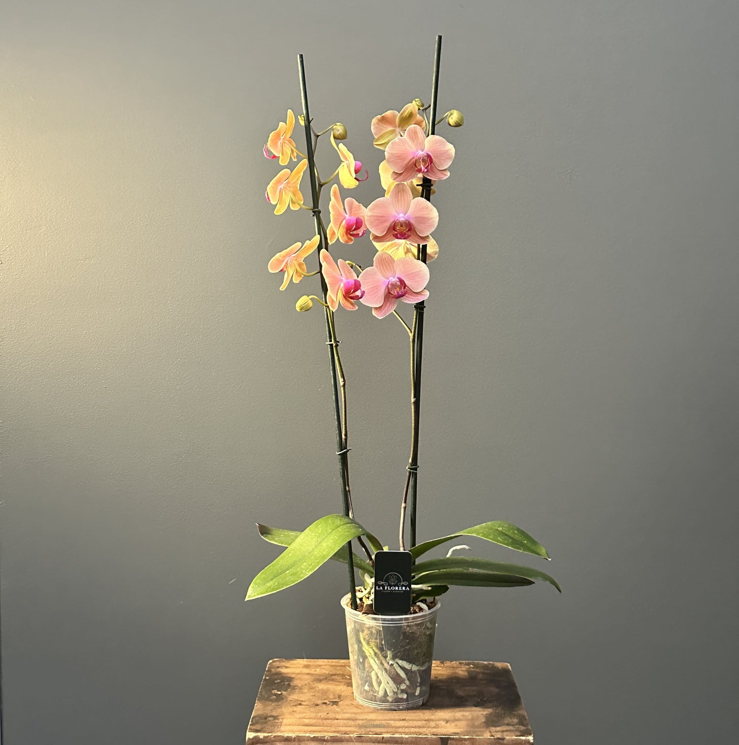 ORQUIDEA ROSADA