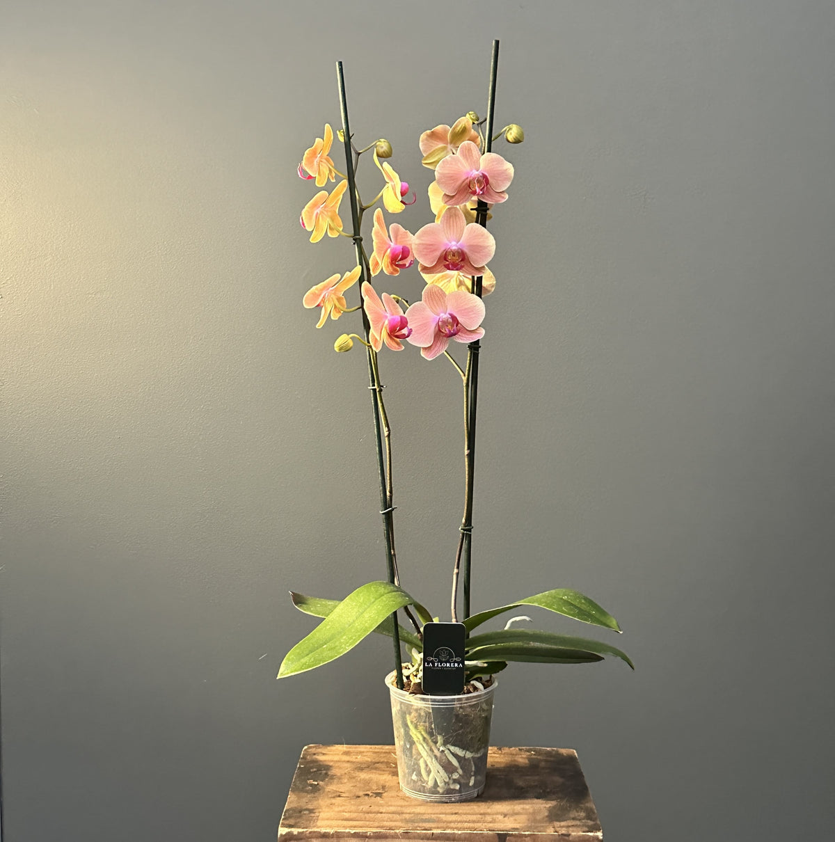 ORQUIDEA ROSADA