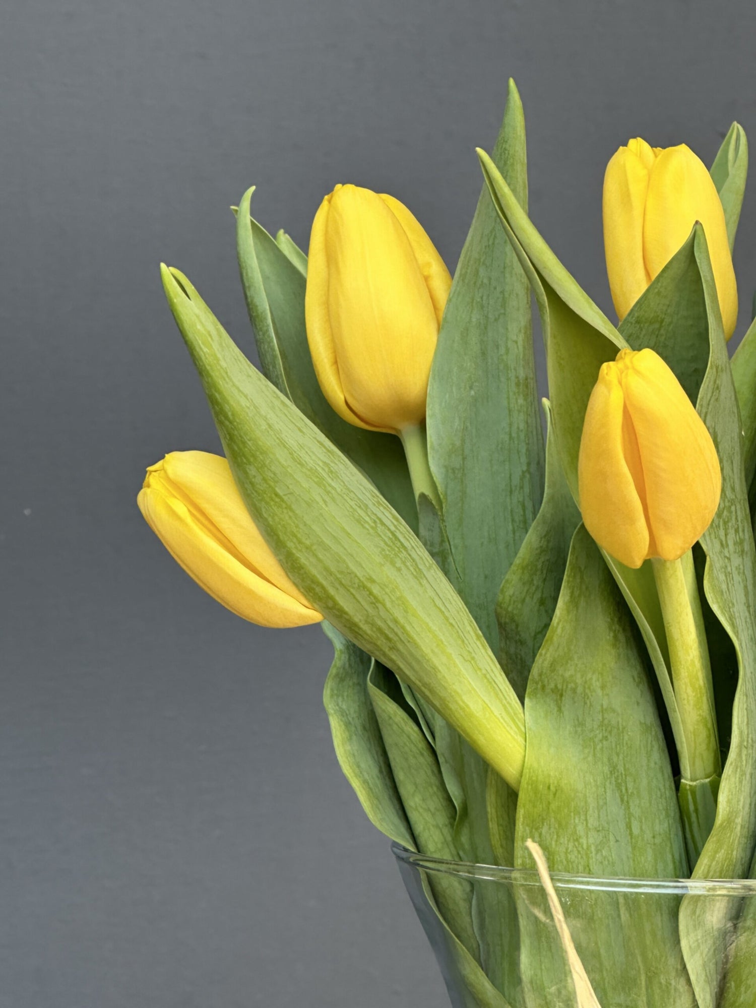 FLORERO TULIPANES AMARILLO 10 VARAS