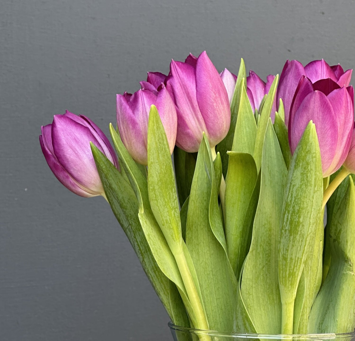 FLORERO TULIPANES MORADO 10 VARAS