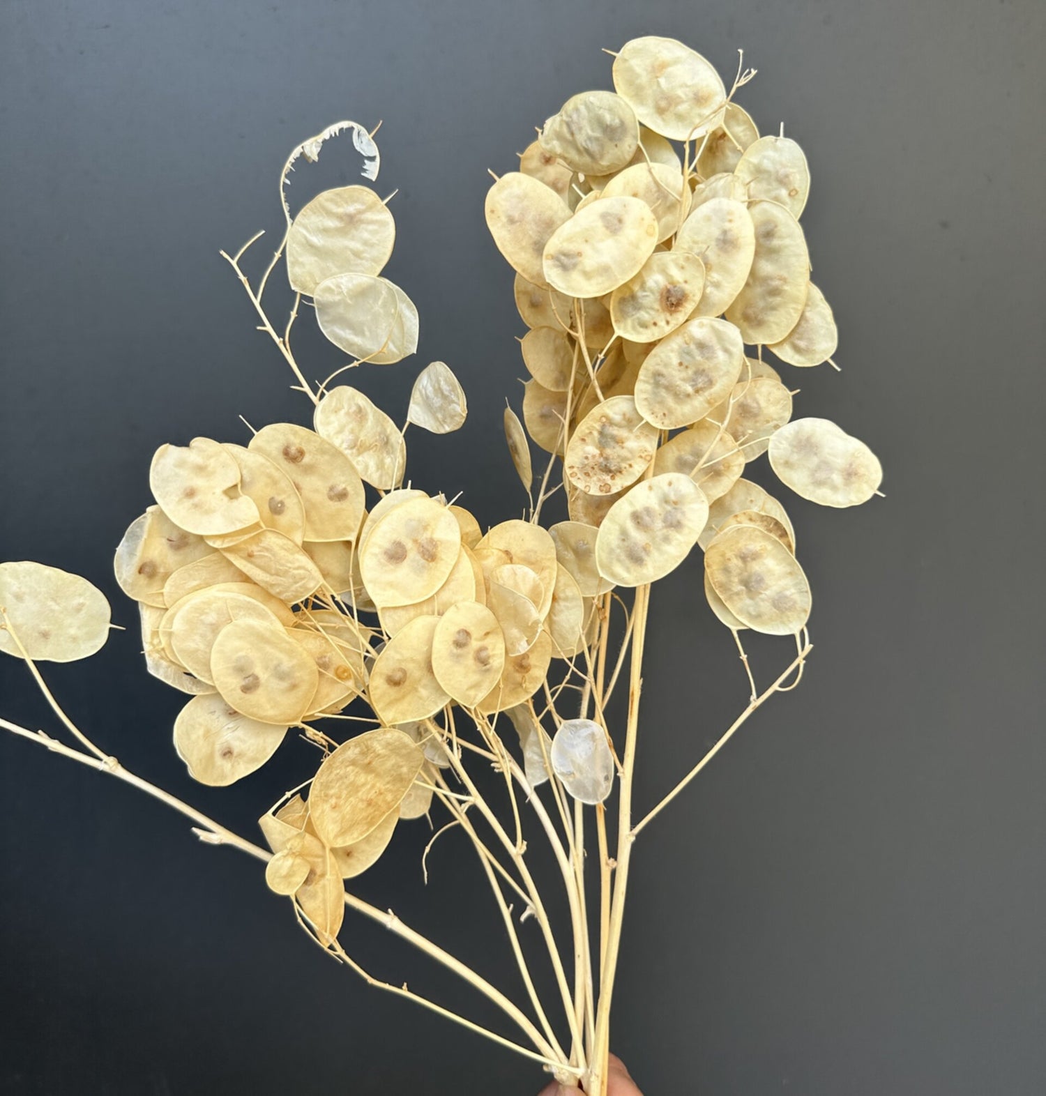 RAMO LUNARIA