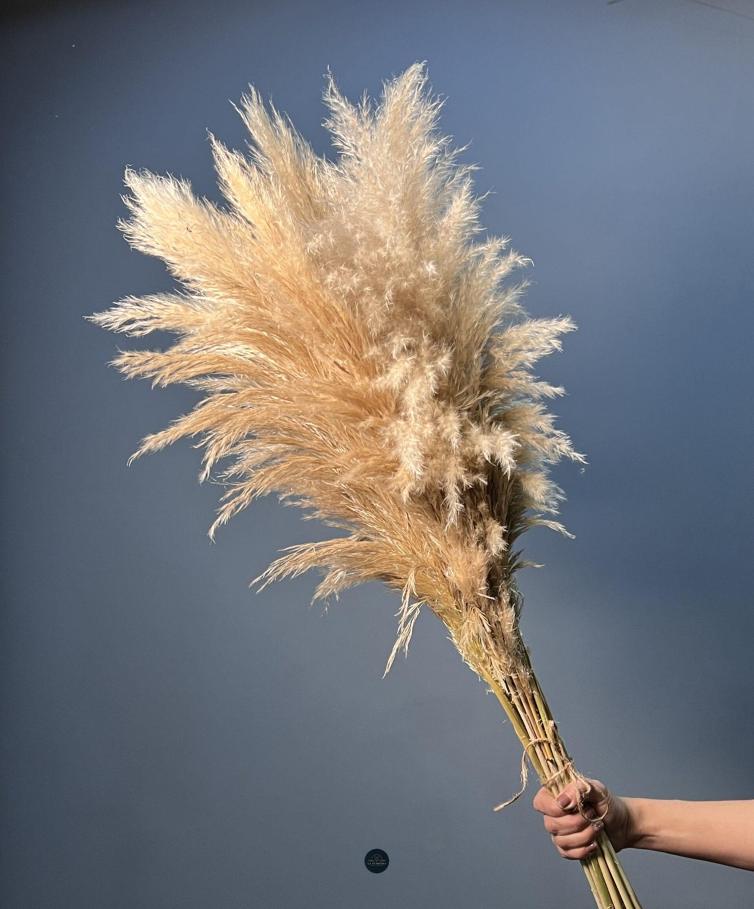 PAMPA GRASS / 10 VARAS