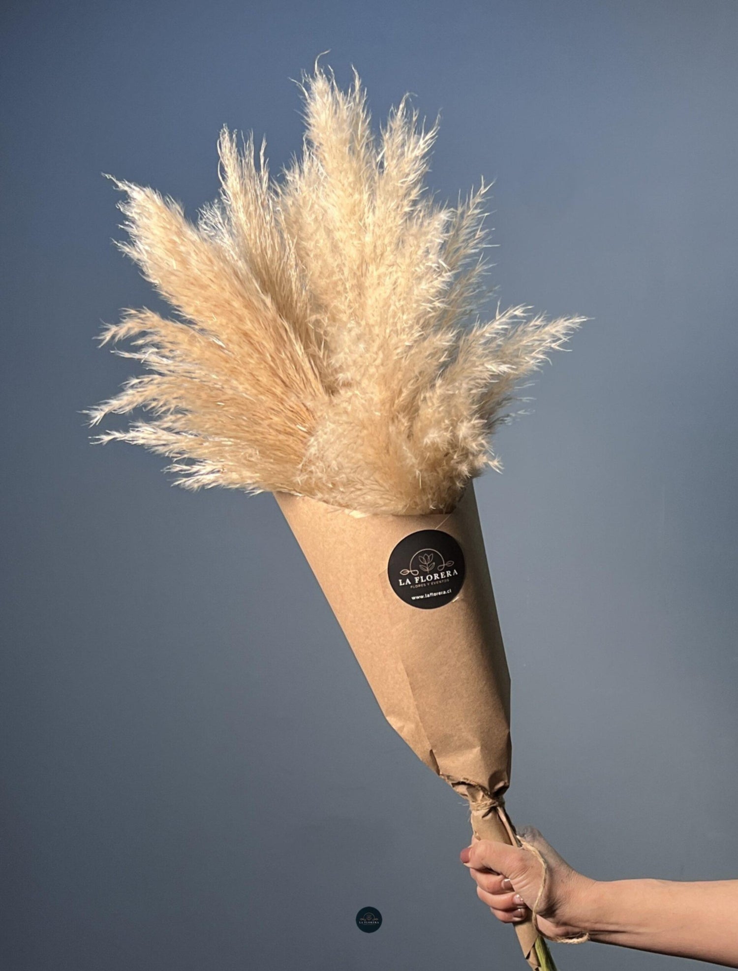PAMPA GRASS / 5 VARAS