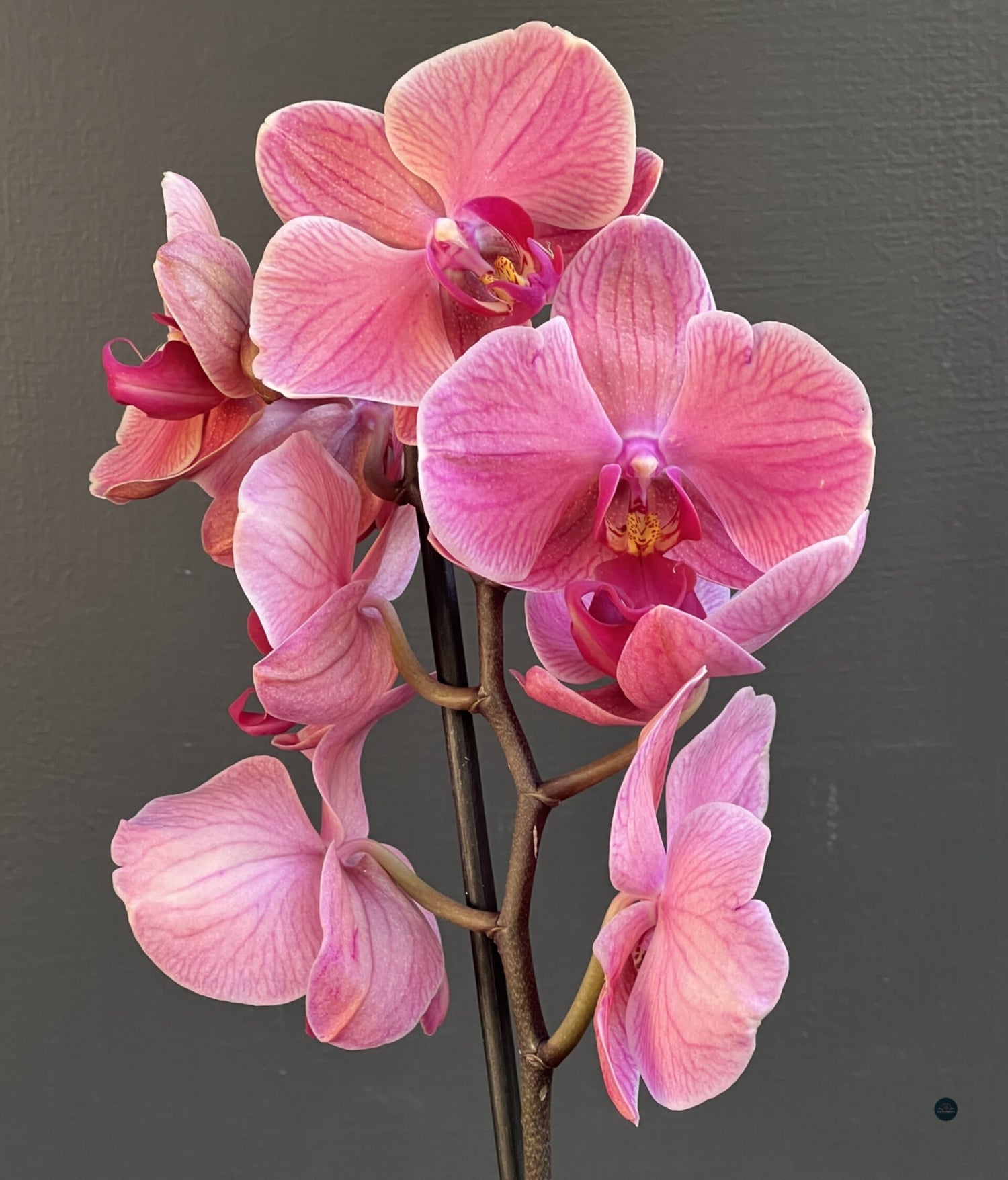 ORQUÍDEA DAMASCO EN MACETA