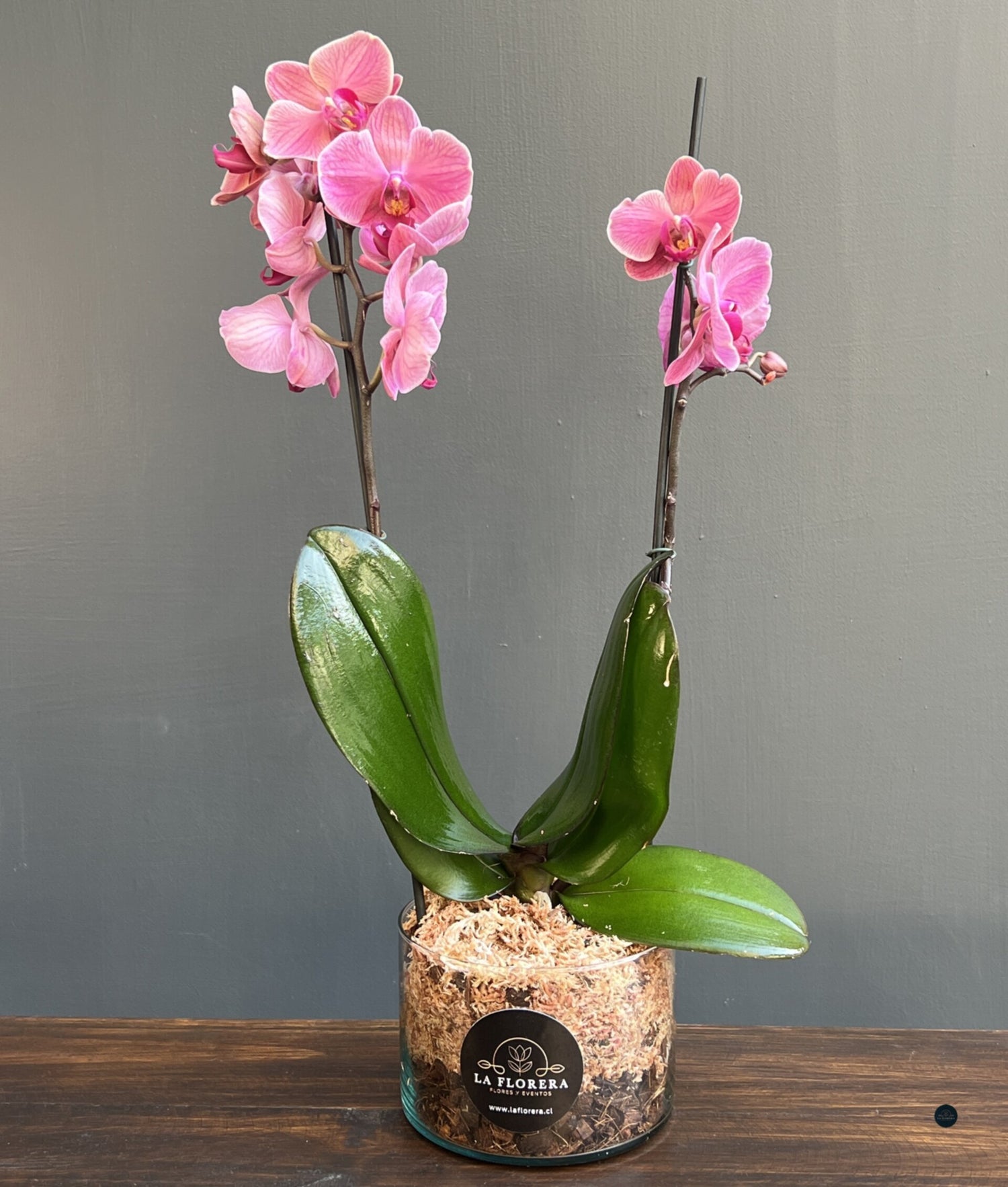 ORQUÍDEA DAMASCO EN MACETA