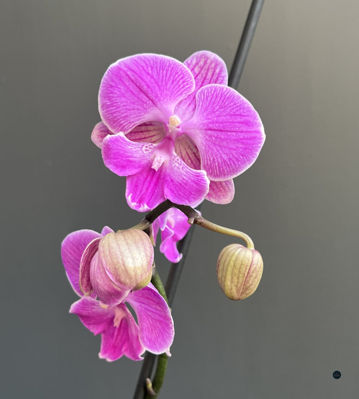 ORQUÍDEA ROSADA EN MACETA