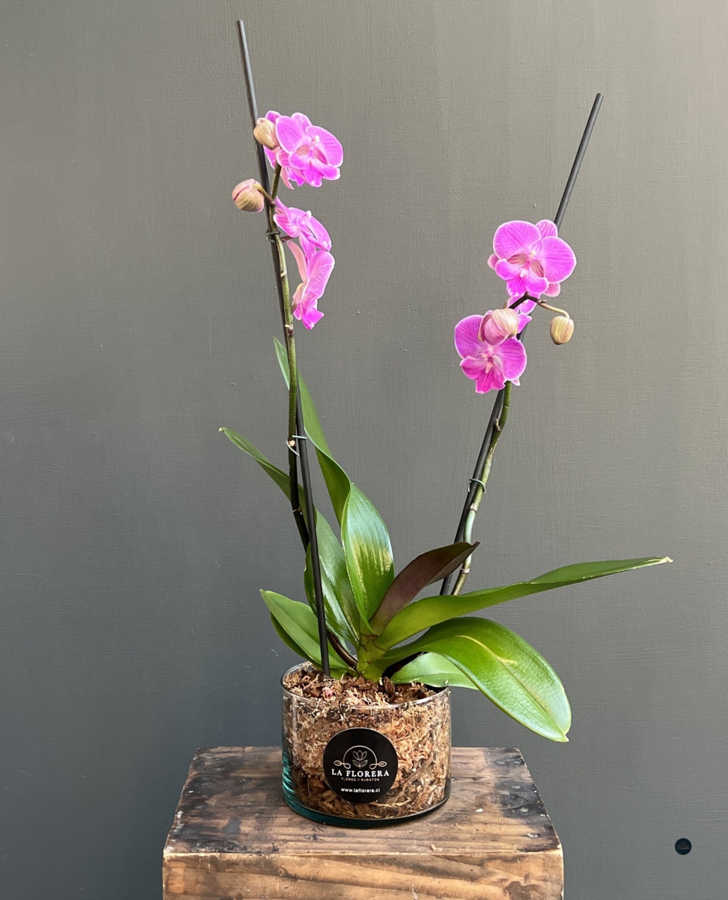 ORQUÍDEA ROSADA