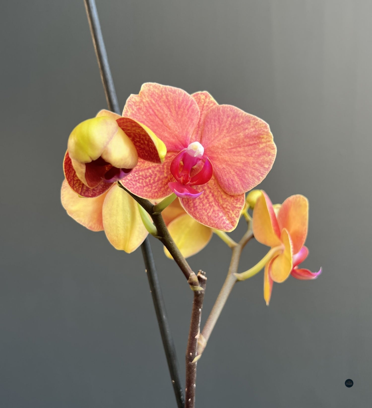 ORQUÍDEA NARANJA EN MACETA