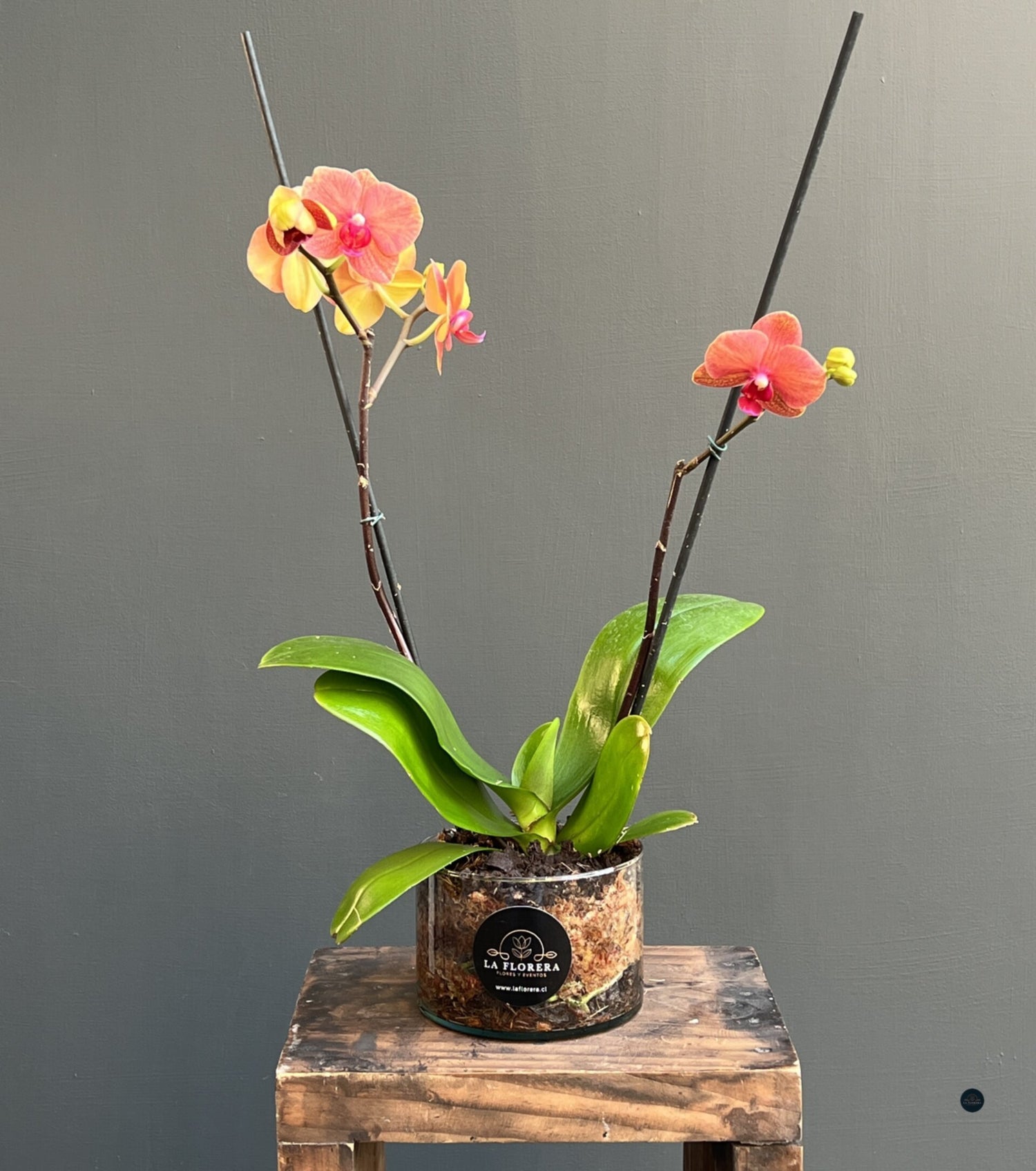 ORQUÍDEA NARANJA EN MACETA