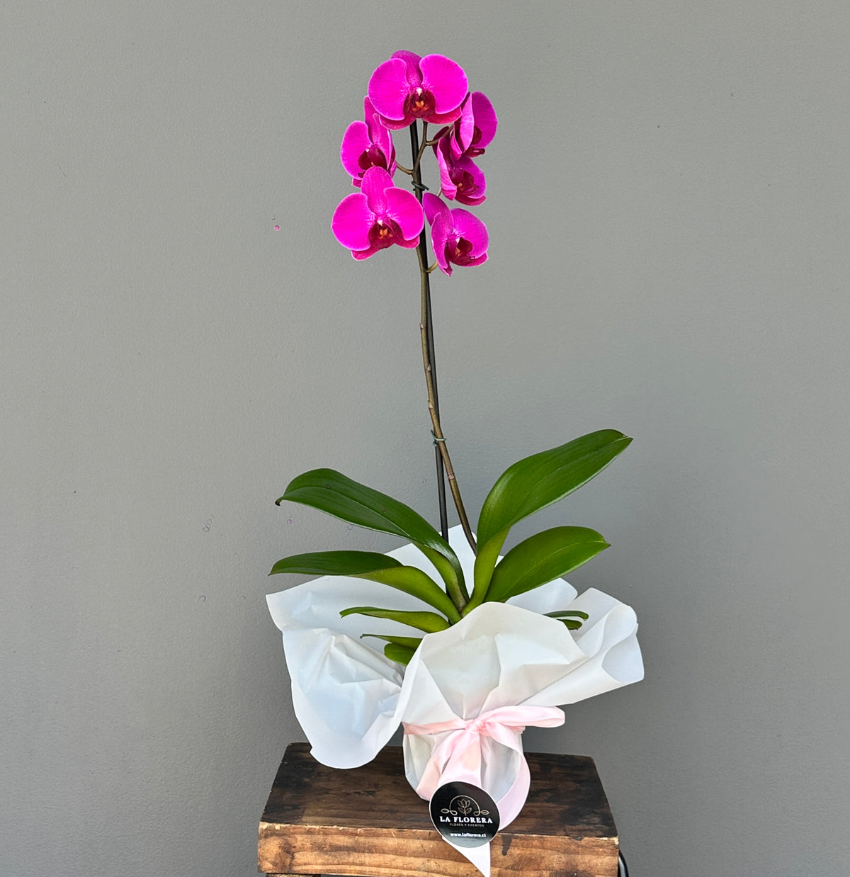 ORQUÍDEA ROSADA 1 VARA