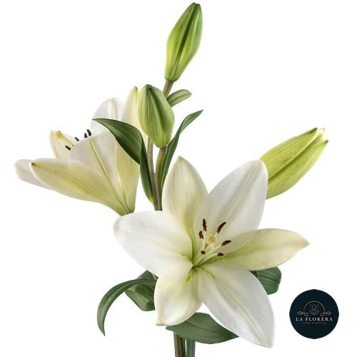 LILIUM ASIÁTICO BLANCO 5 VARAS