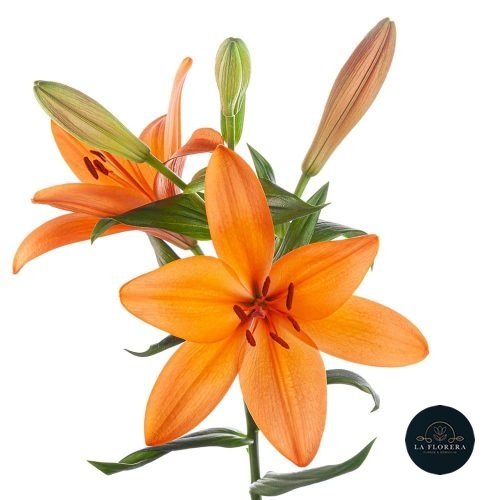 LILIUM ASIÁTICO NARANJO 5 VARAS