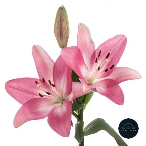 LILIUM ASIÁTICO ROSADO 5 VARAS