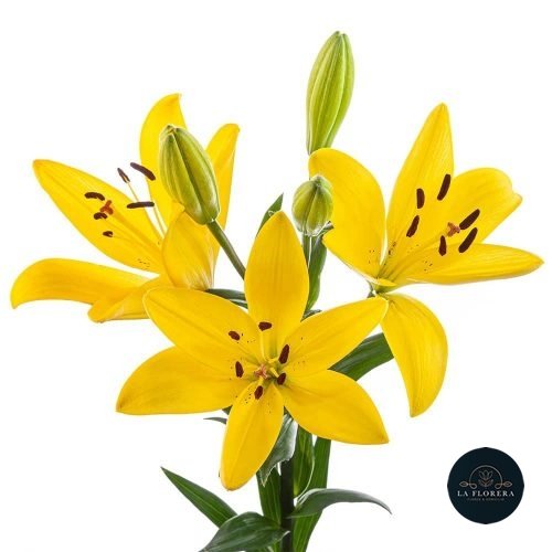 LILIUM ASIÁTICO AMARILLO 5 VARAS
