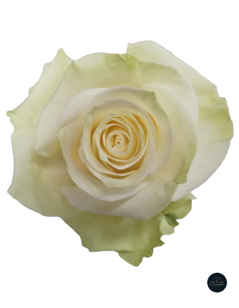 ROSA BLANCA