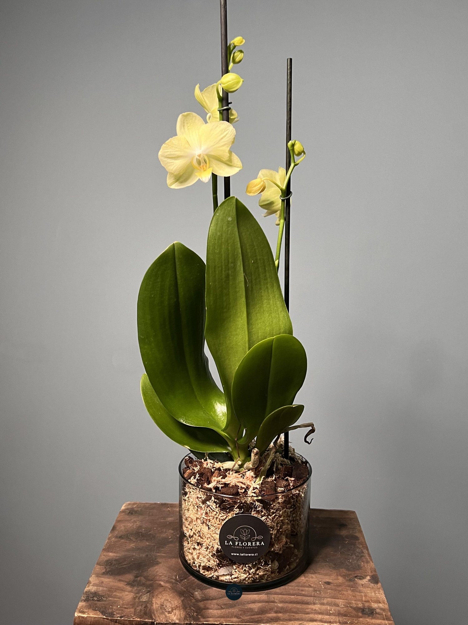 ORQUÍDEA AMARILLA