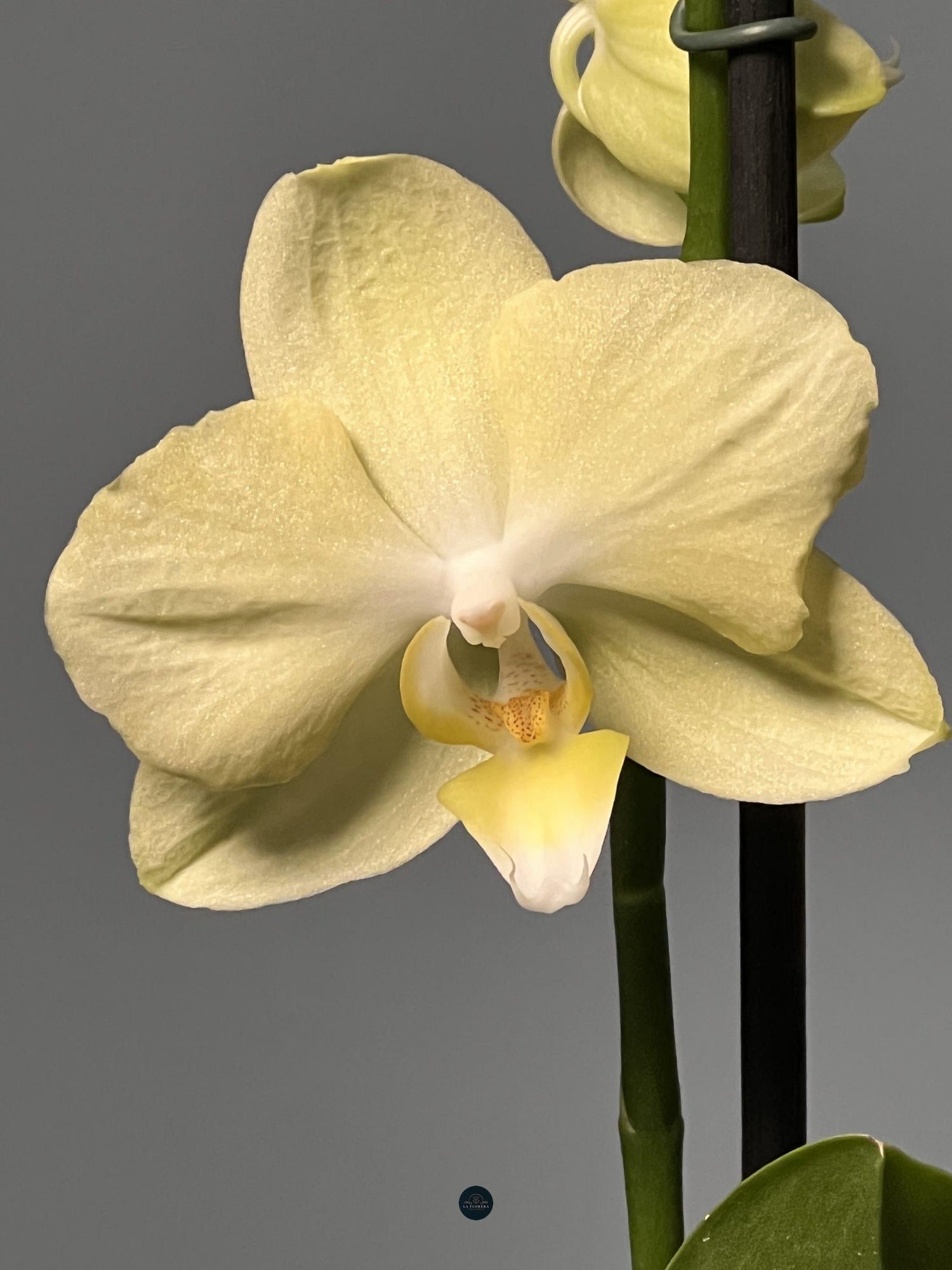 ORQUÍDEA AMARILLA