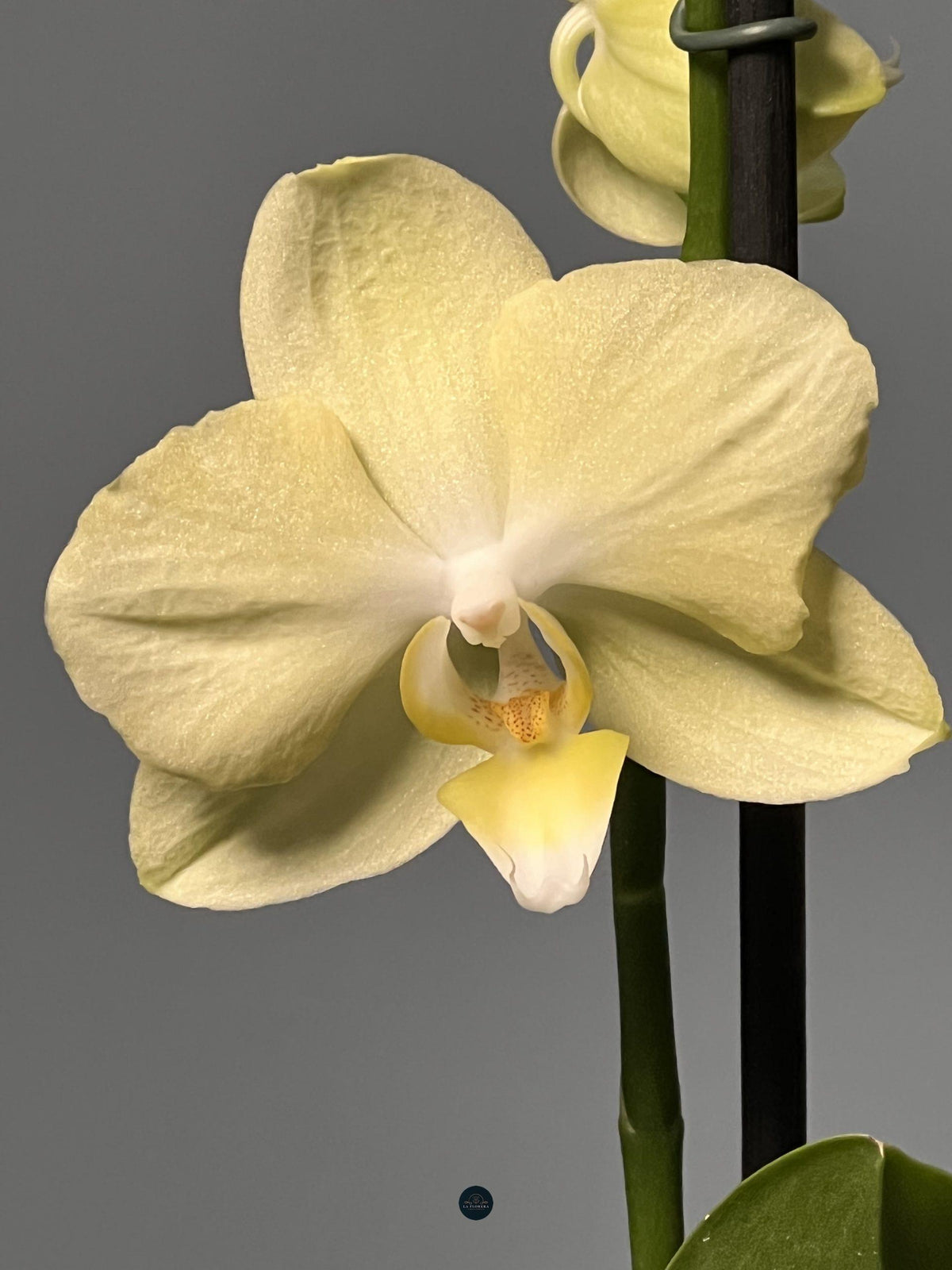 ORQUÍDEA AMARILLA EN MACETA