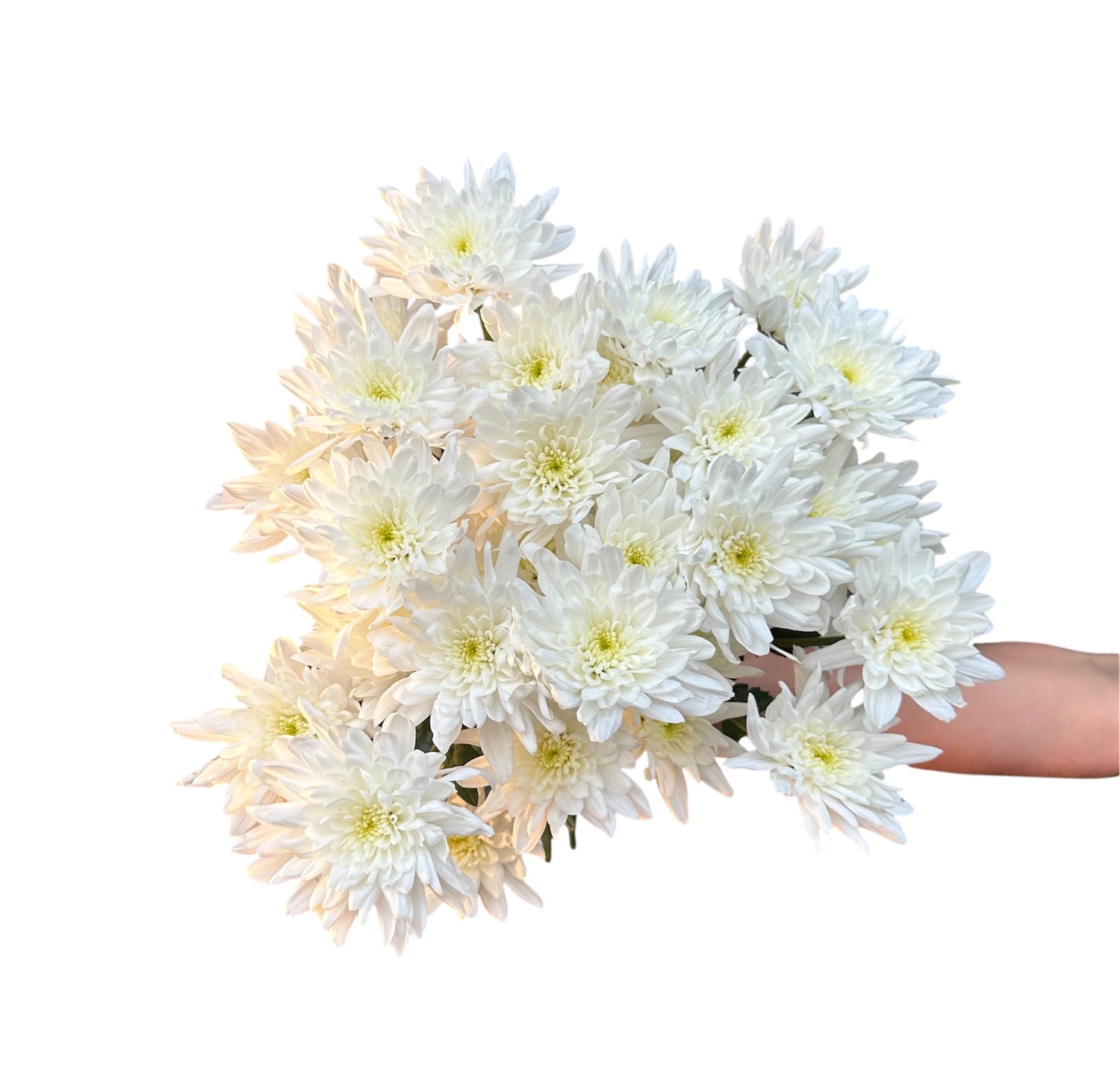 MAULE BLANCO 10 VARAS GRANEL