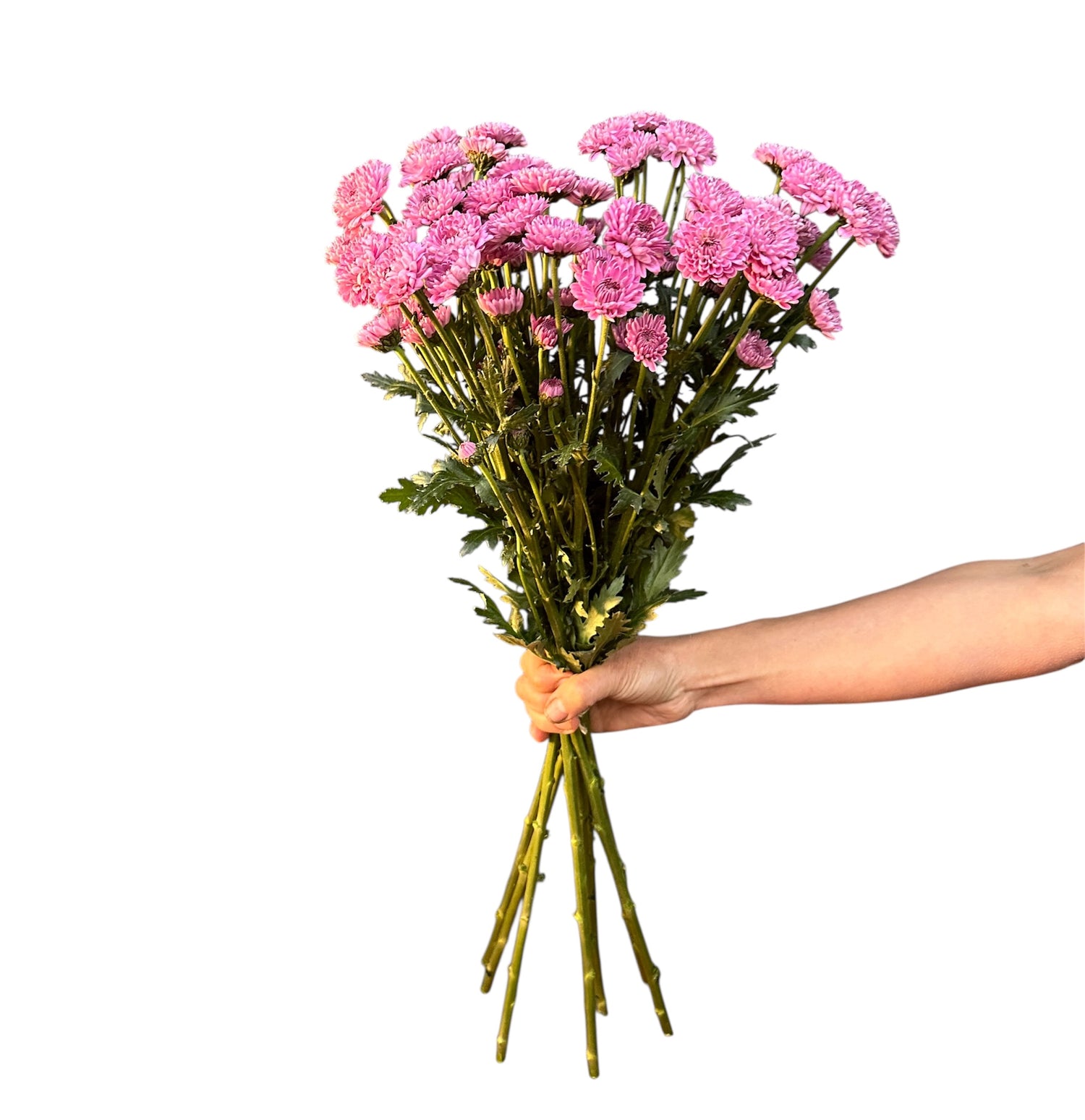 MAULE ROSADO 10 VARAS GRANEL