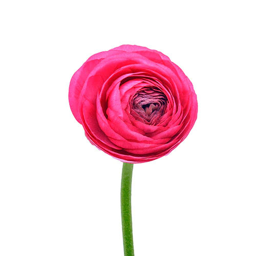RANÚNCULO FUCSIA 10 VARAS