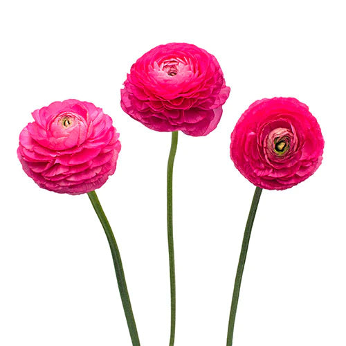 RANÚNCULO FUCSIA 10 VARAS
