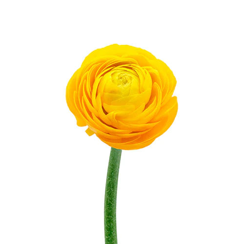 RANÚNCULO AMARILLO 10 VARAS