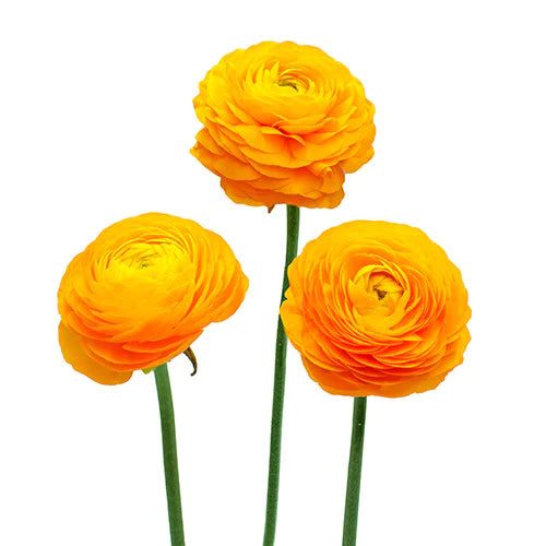 RANÚNCULO AMARILLO 10 VARAS