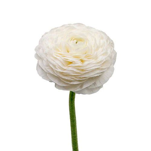 RANÚNCULO BLANCO 10 VARAS