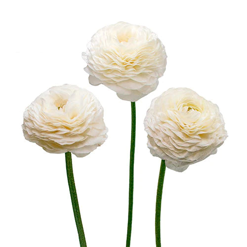 RANÚNCULO BLANCO 10 VARAS