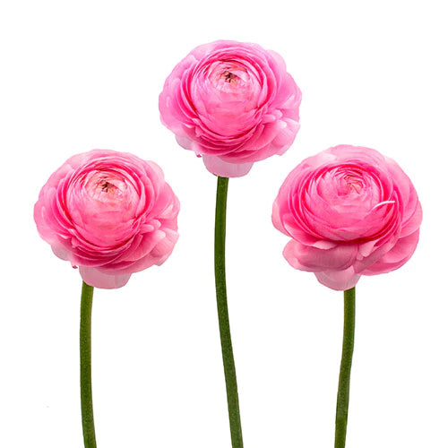RANÚNCULO ROSADO 10 VARAS