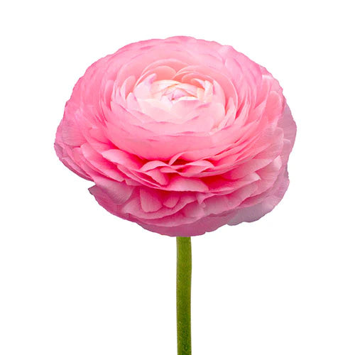 RANÚNCULO ROSADO 10 VARAS