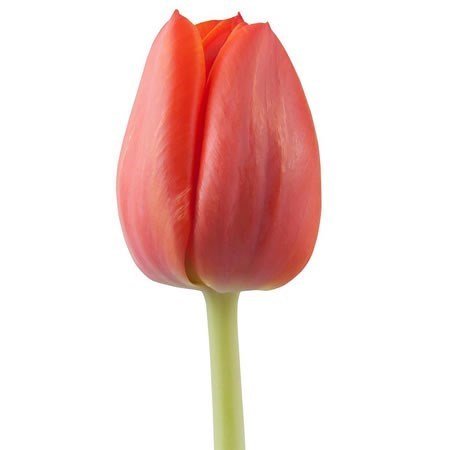 TULIPÁN NARANJO 10 VARAS A GRANEL