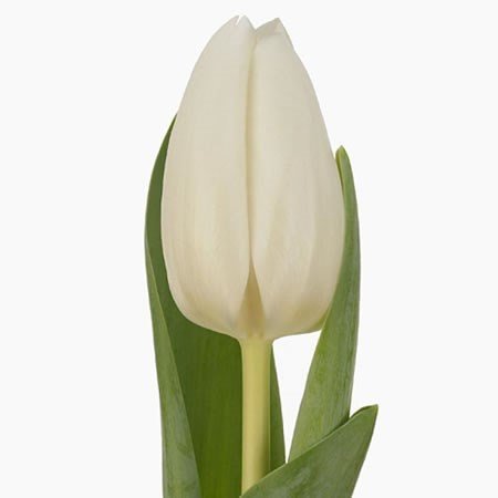 TULIPÁN BLANCO 10 VARAS A GRANEL