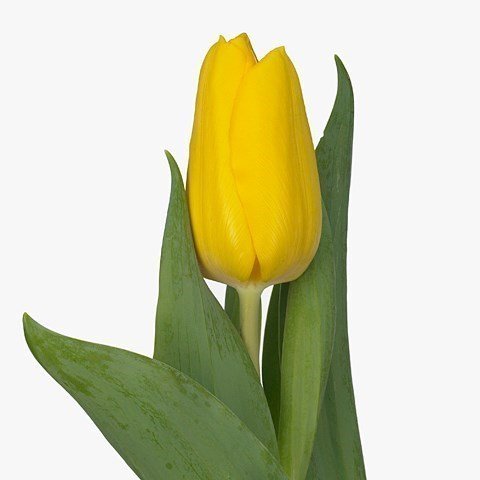 TULIPÁN AMARILLO 10 VARAS A GRANEL