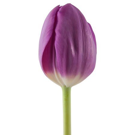 TULIPÁN MORADO 10 VARAS A GRANEL