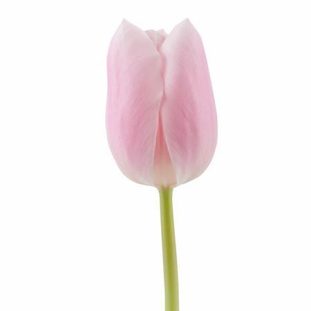TULIPÁN ROSADO 10 VARAS A GRANEL