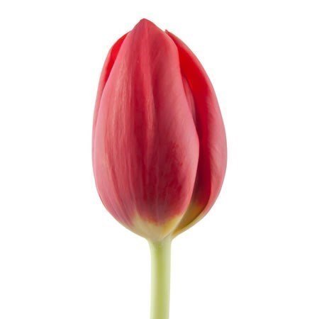 TULIPÁN ROJO 10 VARAS A GRANEL