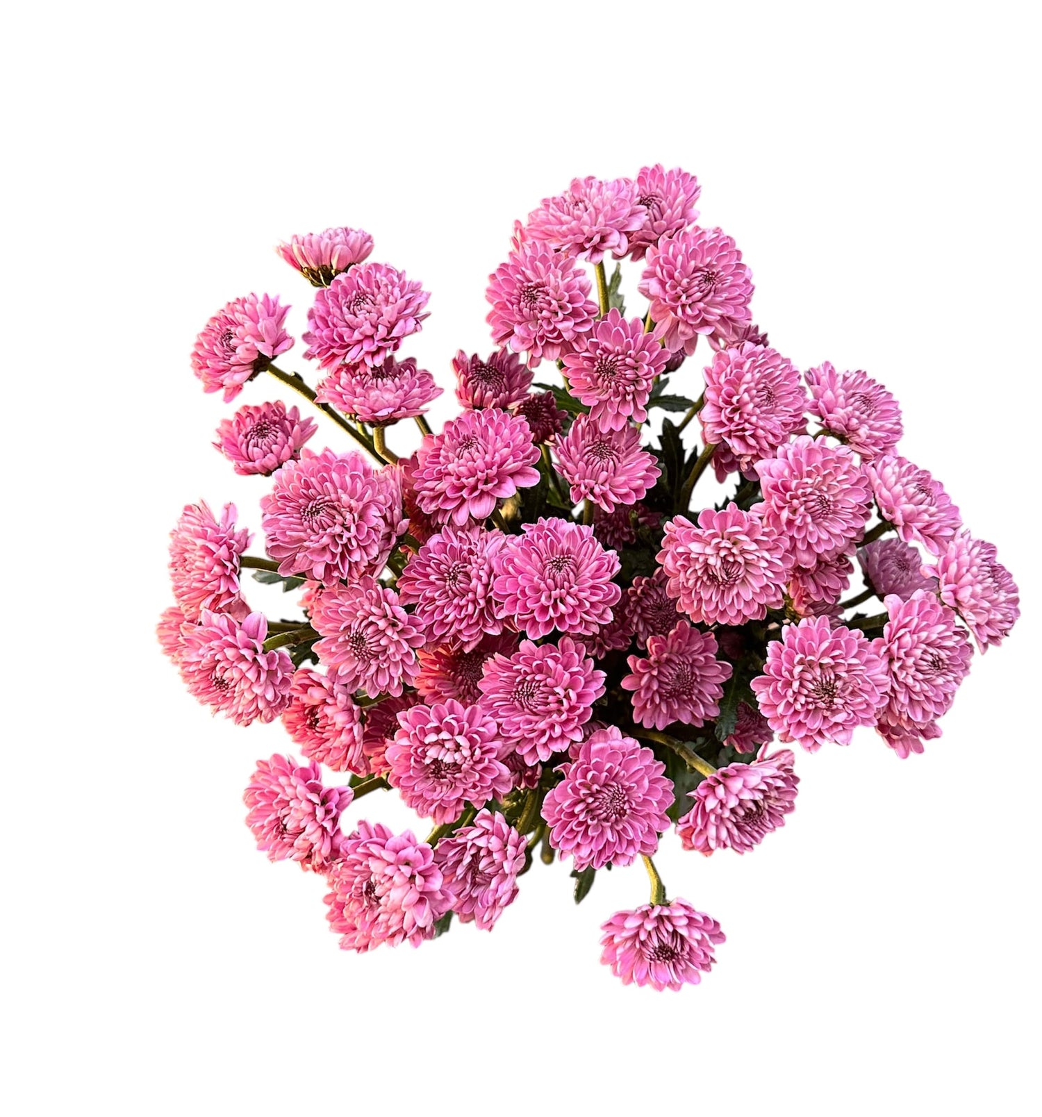 MAULE ROSADO 10 VARAS GRANEL