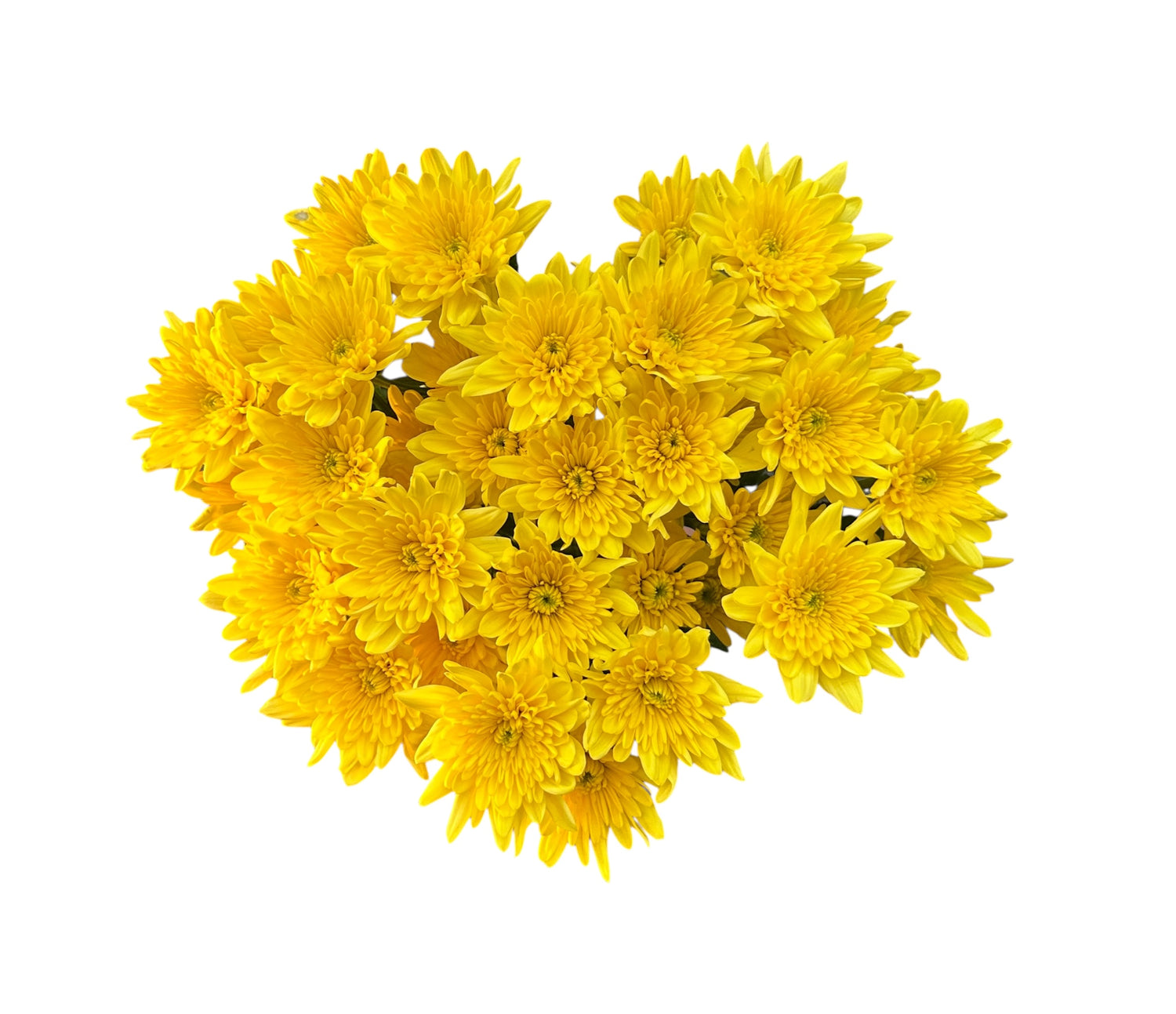 MAULE AMARILLO 10 VARAS