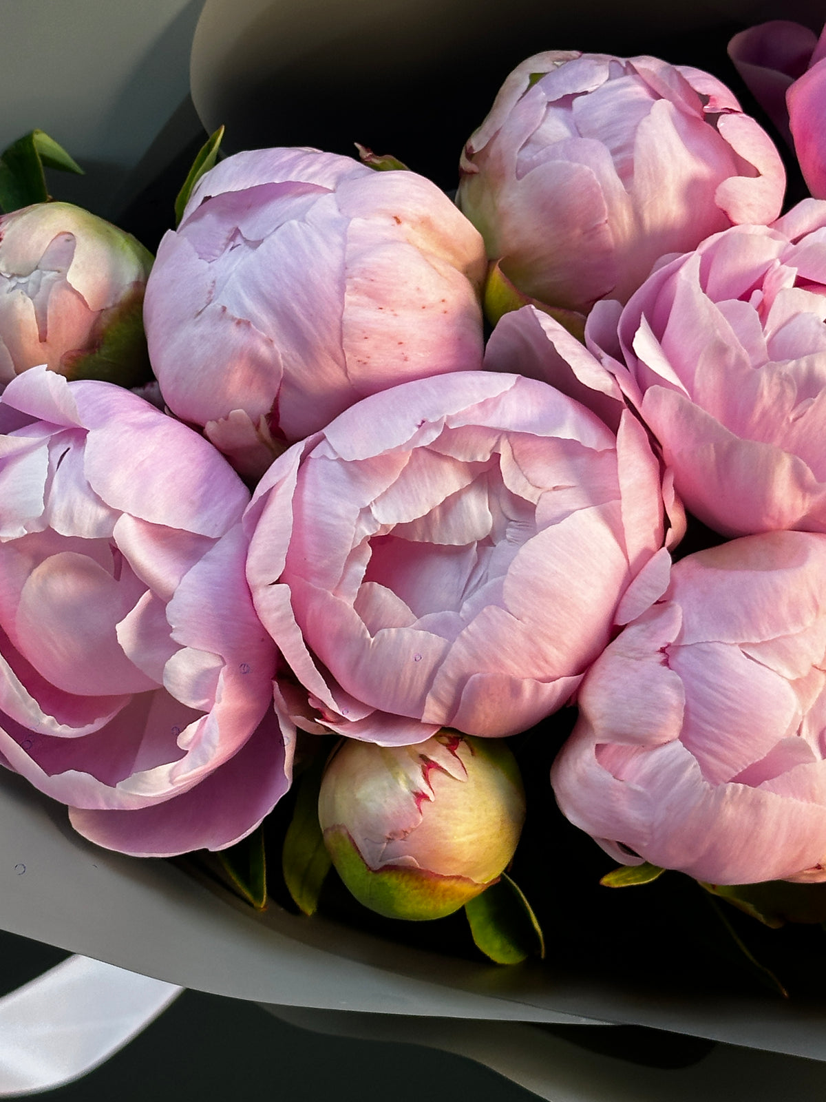 RAMO PEONÍAS ROSADAS 10 VARAS
