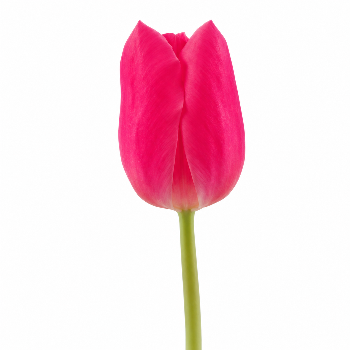 TULIPÁN FUCSIA 10 VARAS GRANEL