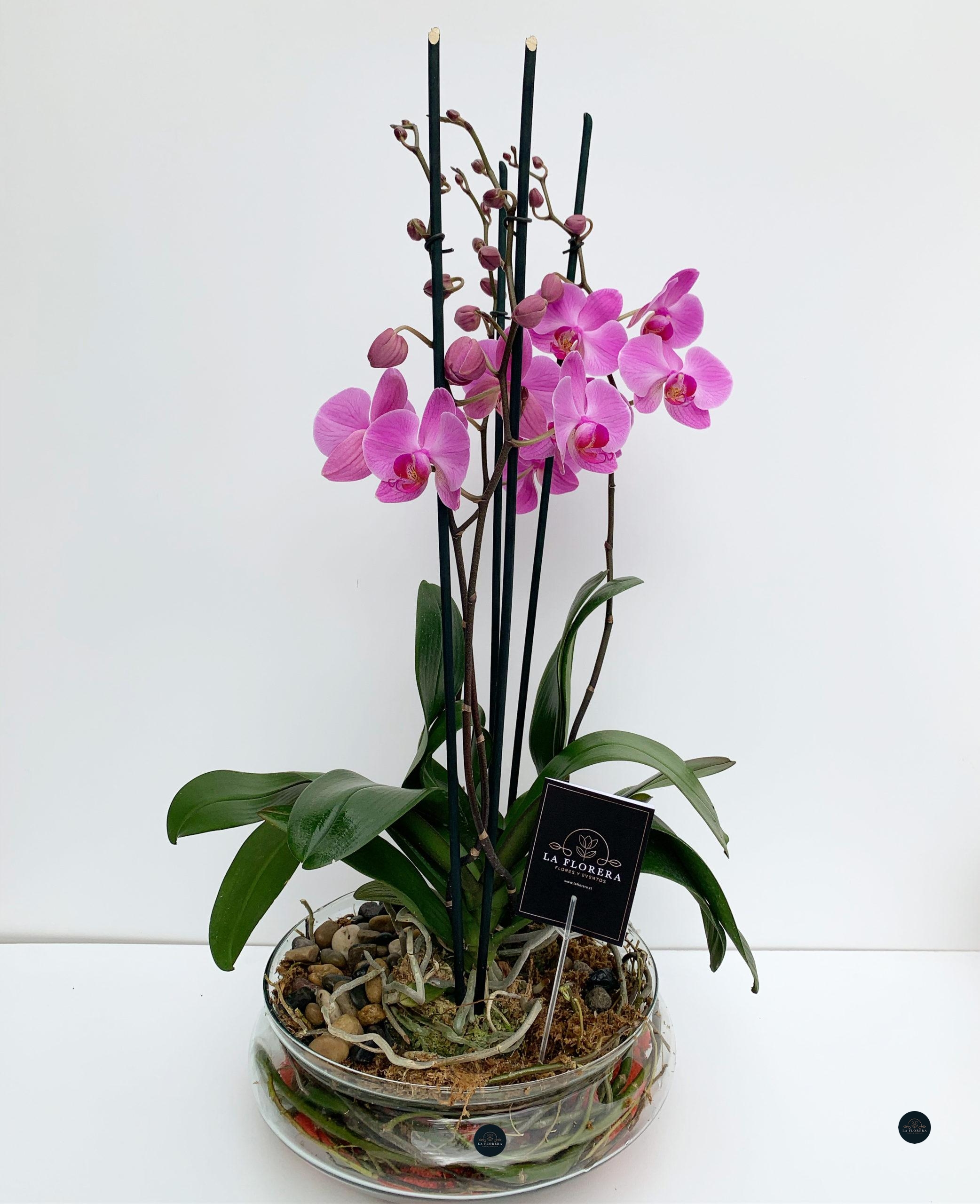 Florero de Orquídeas Dobles - La Florera